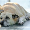 시흥24시센트럴동물의료센터 이미지