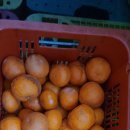 요즘(4~5월) 맛있는 제주 카라향(가정용) 저렴하게 드립니다 🍊 이미지