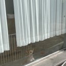 댕댕지구 이미지