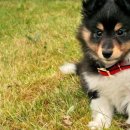 서울수유동물약국 이미지