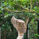 신비공원 | 대만 예스폭지 투어 자연의 신비 예류 지질공원 여왕바위