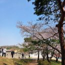 화성시문화재단노동조합 | 수원 화성행궁 벚꽃 야간개장 주차장