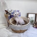 몽냥몽냥 강아지분양 고양이분양 송파점 이미지