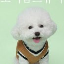 뷰티나개 예쁜냥 이미지