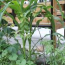 더 강촌 민박 이미지