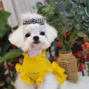 라네쥬 독(Laneige.dog) | 분양후기)초미니 말티즈