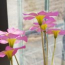 썬 라이즈 이미지