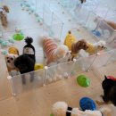 멍멍테라스 이미지