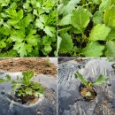 칠보농장 이미지