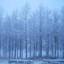 대관령목장 이미지