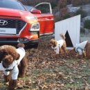 펫도그 애견스쿨 이미지