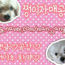 고벨캔들