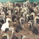 덕담골유황오리 이미지