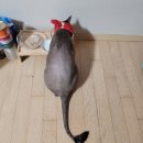 야옹아 놀자 이미지