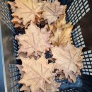 버들초등학교 병설유치원 이미지