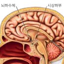 만복시스템 Daum카페