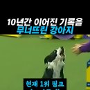 나의댕댕이