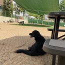 도그파우 이미지