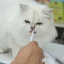 행복한우리아이 동물병원 이미지