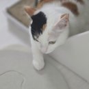 레이크동물의료센터 이미지