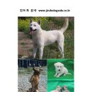 진도개천국 이미지