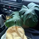 연화곰장어집 | [순기 속편] 부산 해운대 여름휴가