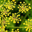 채소씨앗 하 - 파스니프(Parsnip) - 5명 이미지