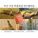 썬즈 | 부산 사상 파충류샵 썬즈렙타일 크레스티드 게코 분양 도마뱀 키우기 초보