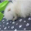 (주)마루펫 | 시흥강아지분양 만족한 서리펫