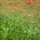 장미공원C 이미지