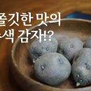 토종씨드림 유튜브 ＜키작은강낭콩&amp;토종감자＞ 소개 이미지