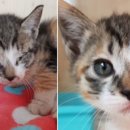 소망 동물병원 이미지