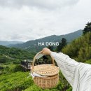 씨유하동녹차마을점 | 경남 하동 여행코스 가볼만 한곳 녹차밭 도심다원 정자 예약방법 차바구니 세트 후기