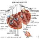 심포 이미지