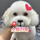 스텔라봉 이미지