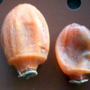 선바우농장 이미지