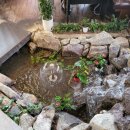 물꽁오리 이미지