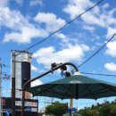 그늘막13 이미지