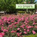 시립은여울어린이집 | 오산 아이랑 가볼만한 곳 장미축제 고인돌공원 주차 푸드트럭 포토존 체험부스
