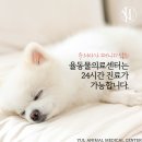 율동물의료센터 | 전문동물병원 강아지 심장병 MMVD와 폐수종 치료후기, 강서구/발산/마곡/화곡 동물병원, 율동물의료센터