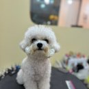 단추펫살롱