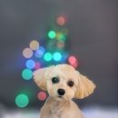 어쩔댕댕 이미지