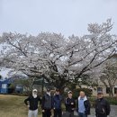 챔피언골프 | (골드 cc) 벚꽃이 만개한 골드 CC 챔피언 코스 동기 골프 대회 후기