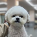 깡아지미용실 네이버블로그
