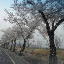 비오는날 경주벚꽃구경~~ 이미지