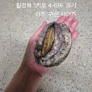 완도 활전복.....착한가격으로 전복 많이 드십시오 이미지