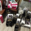 아뮤고나 이미지