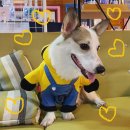 발라당눕스 | [청주 발라당눕스] 청주 애견카페 / 애견수영장 / 바베큐장