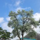 치악산둘레길 5코스 서마니강변길 | [치악산둘레길5. 서마니강변길(신목정류장~황둔하나로마트)]연두빛 움트는 청량한 봄길(&#39;25, 4/20)