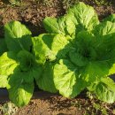 뽑기 좋은날 이미지